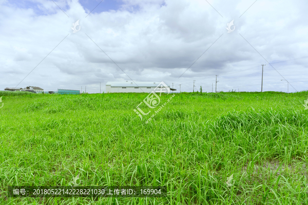 野外,绿草,青草地