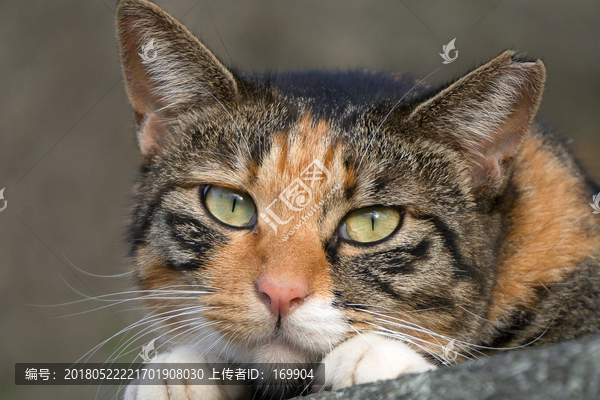 小猫,脸部特写