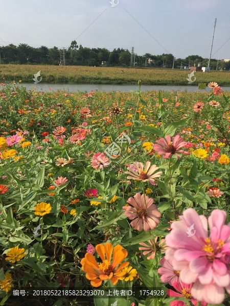 西樵山山脚花海