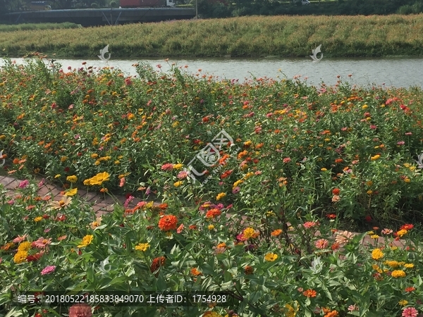 西樵山山脚花海