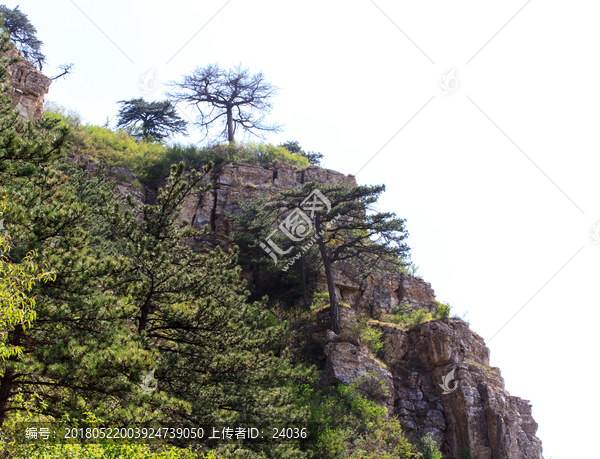 北岳恒山,恒山松