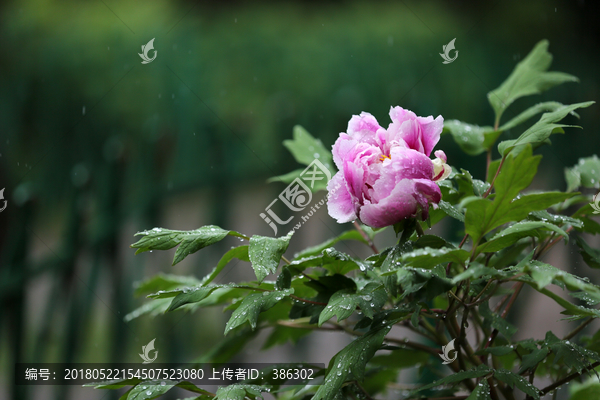 雨中牡丹