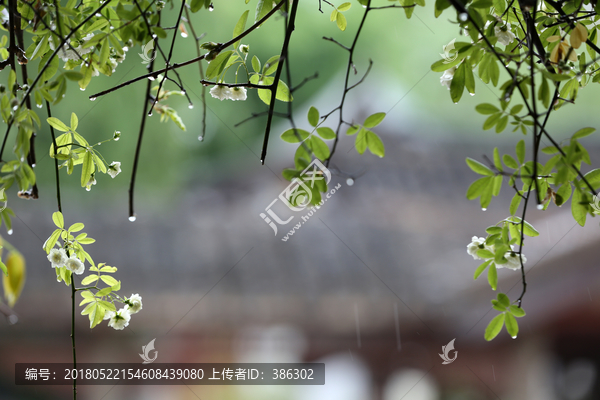 雨中花草