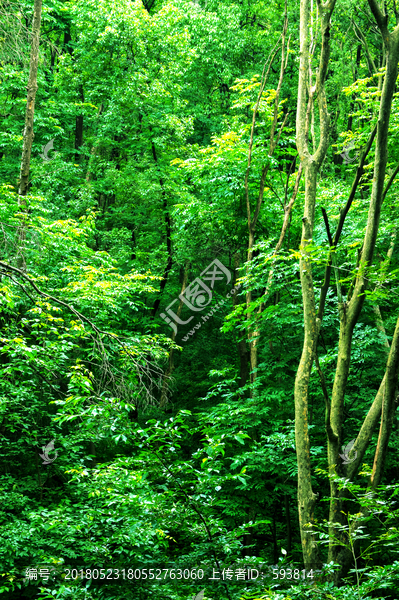 南京紫金山中山陵森林