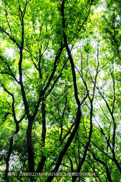 森林绿树