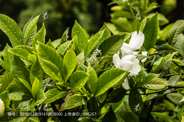 雨中栀子花