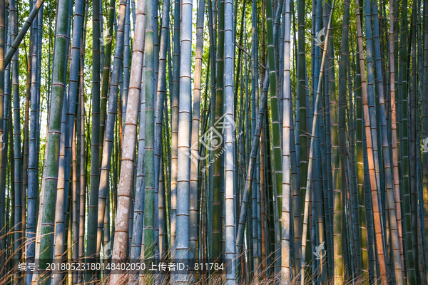 岚山竹林