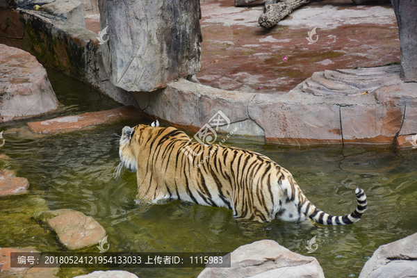水里行走的老虎