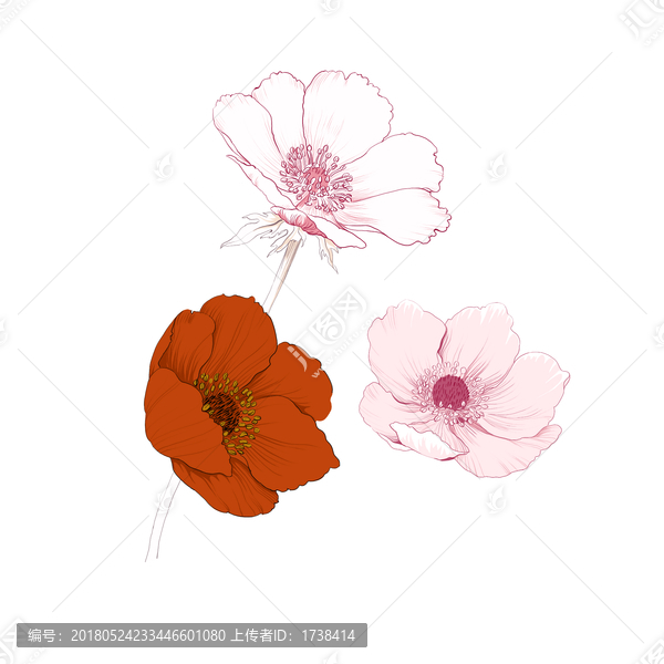 線描,野花
