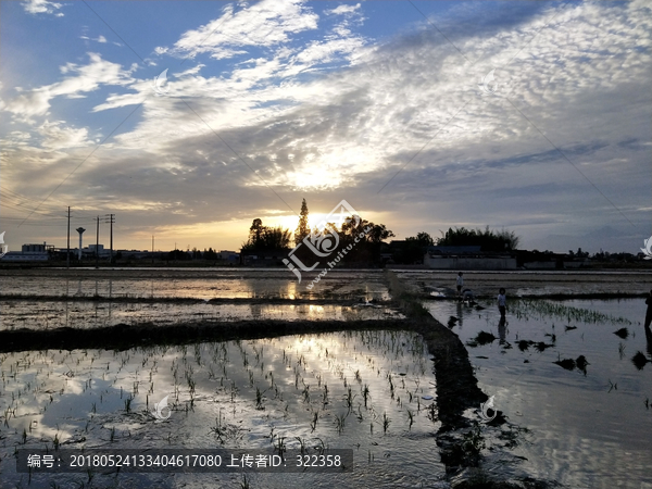 夕阳下插秧稻田