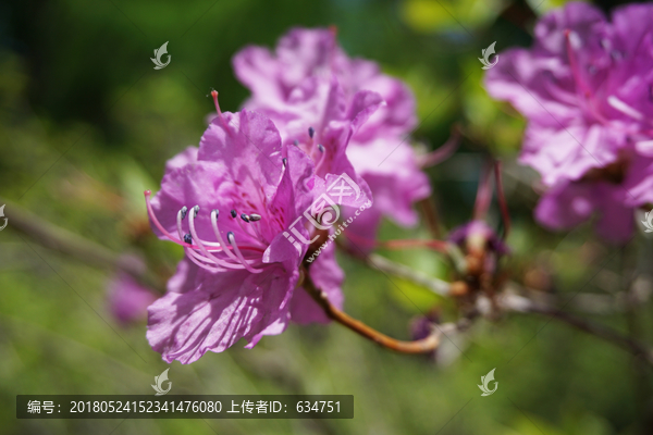 杜鹃花,花朵,花蕊