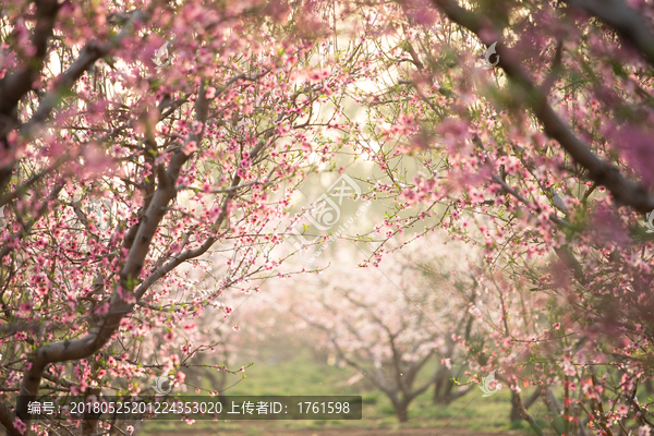 桃花梦境