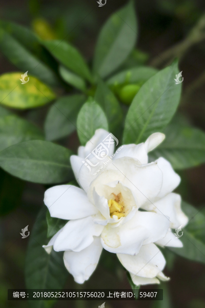 栀子花