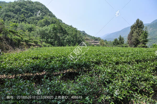 高山绿茶园