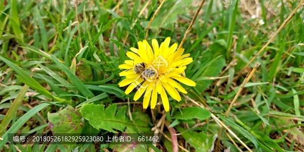 野菊花