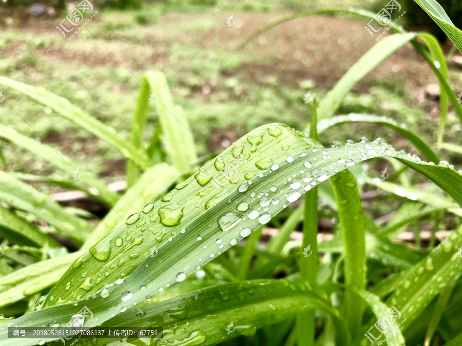 水珠,绿叶