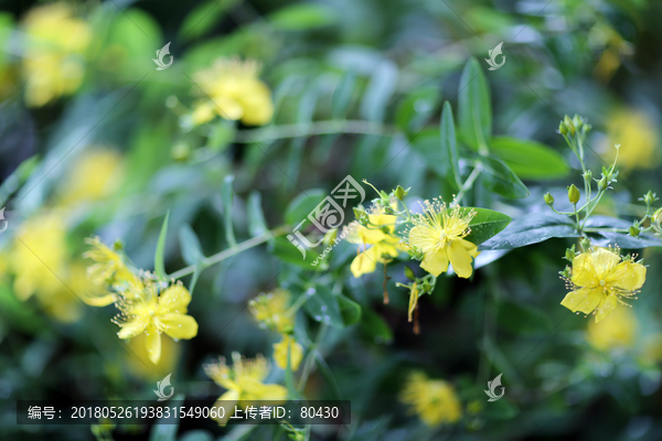 黄色小花朵,黄色