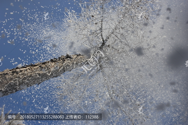 雾淞,雪景,冰天雪地,奇观,玉