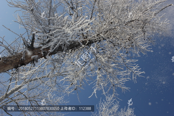 雾淞,雪景,冰天雪地,奇观,玉