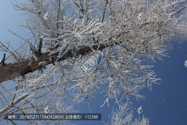 雾淞,雪景,冰天雪地,奇观,玉