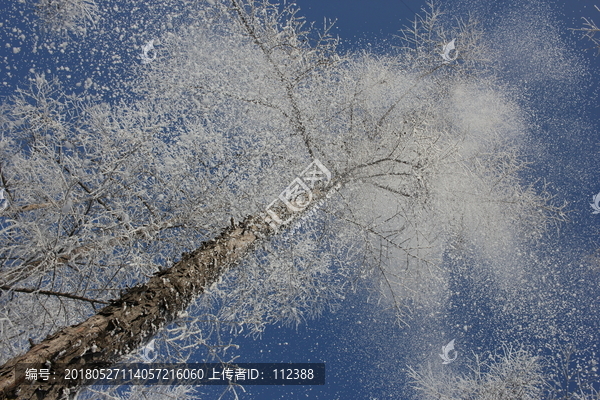 雾淞,雪景,冰天雪地,奇观,玉