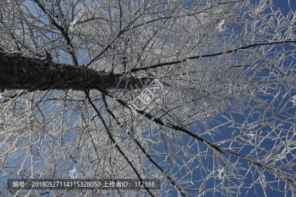 雾淞,雪景,冰天雪地,奇观,玉