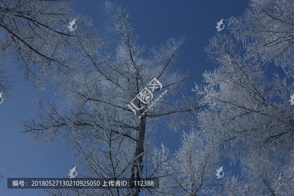 雾淞,雪景,冰天雪地,奇观,玉