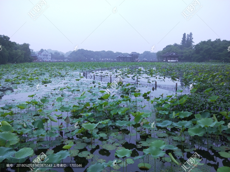 曲院风荷