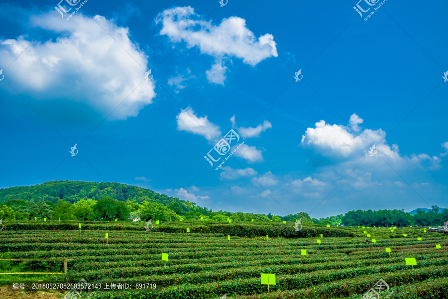 龙井茶园,生态茶园,茶场