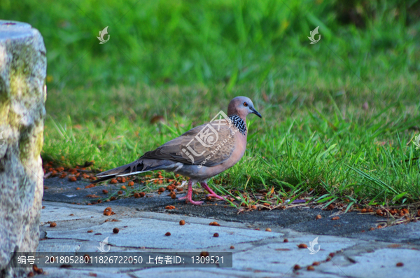 珠颈斑鸠