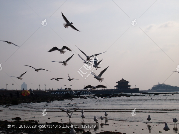 青岛市,海滨风光,海鸥