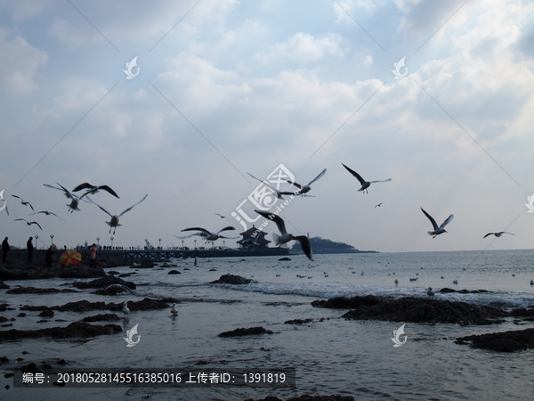 青岛市,海滨风光,海鸥