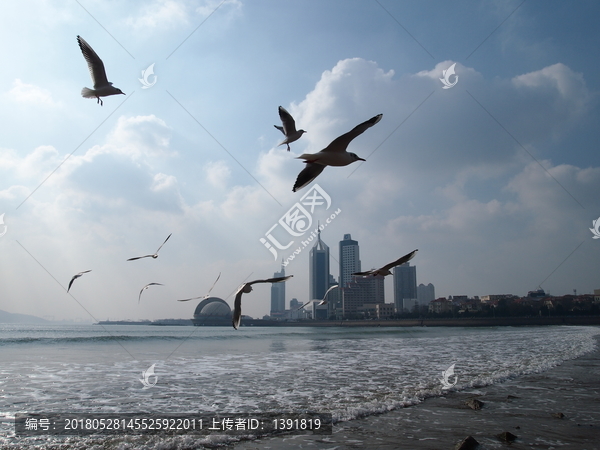 青岛市,海滨风光,海鸥