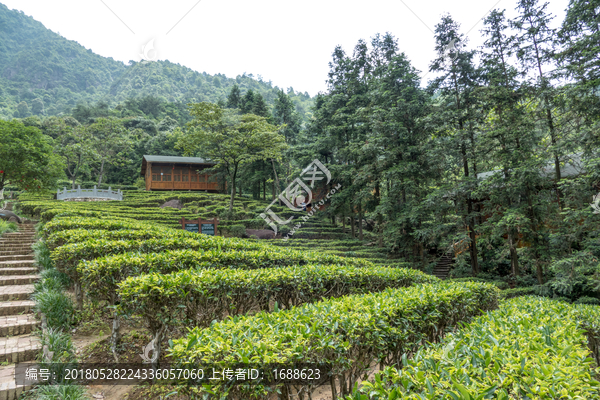 高山茶园