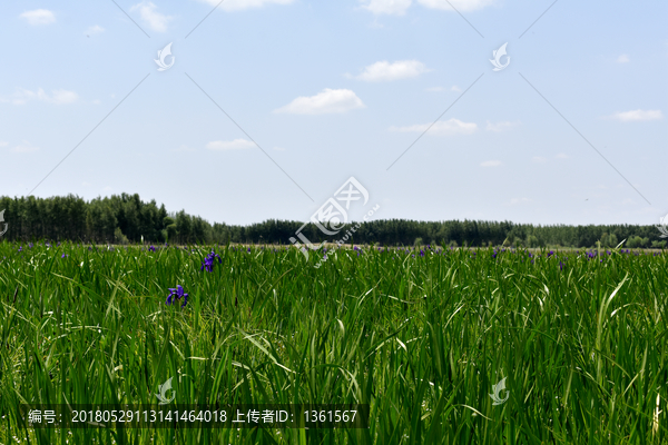 馬韭