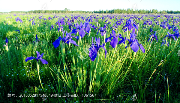 马兰花