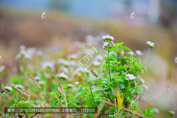 田边的咸虾花