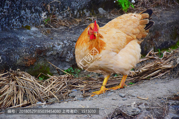 家乡放养鸡吃食