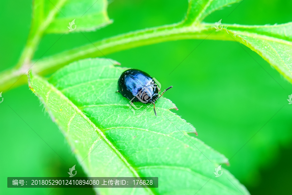 蓝壳甲虫