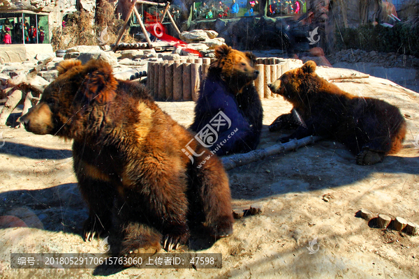 棕熊,北京动物园
