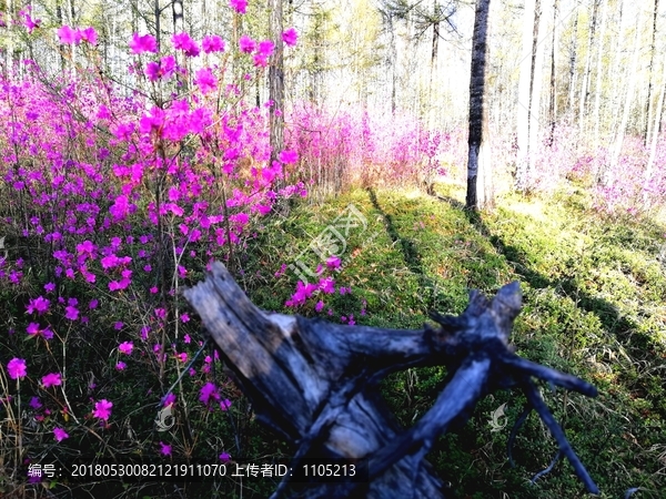 杜鹃花