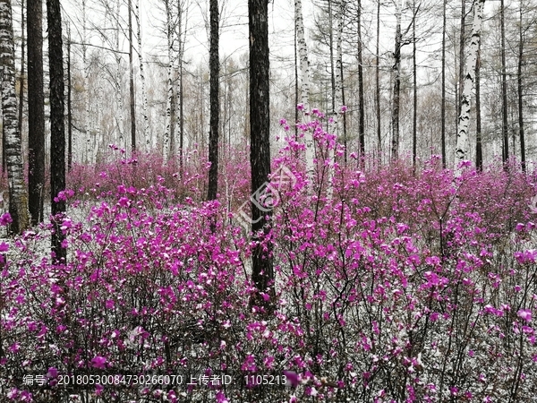 杜鹃花