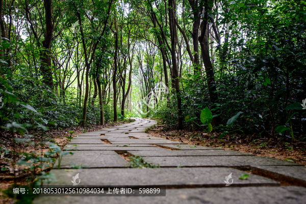 阳光森林小路