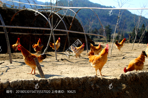 跑山鸡,母鸡,公鸡