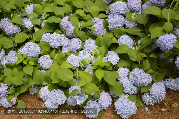 唯美花朵背景