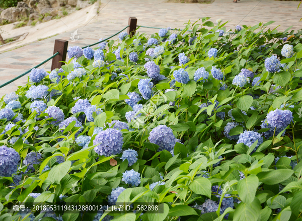 蓝色绣球花