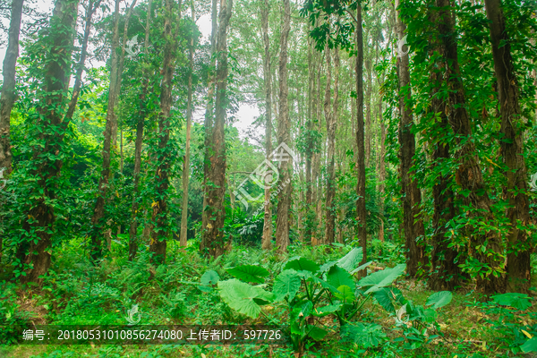 绿色森林草地