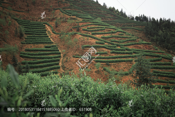 古楼茶山