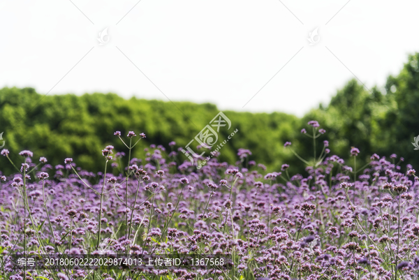 马鞭草花圃