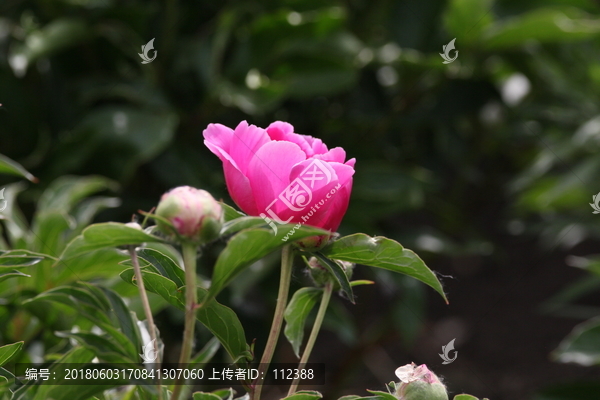 大芍药,红芍药花,蓓蕾,药材